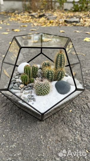Флорариум с кактусами