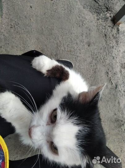 Котята в добрые руки бесплатно