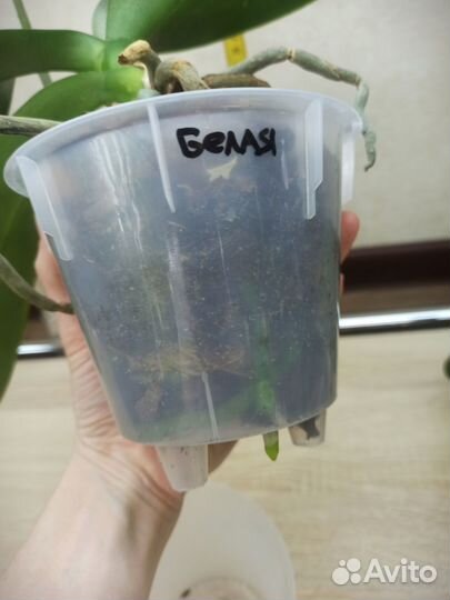 Орхидея белая