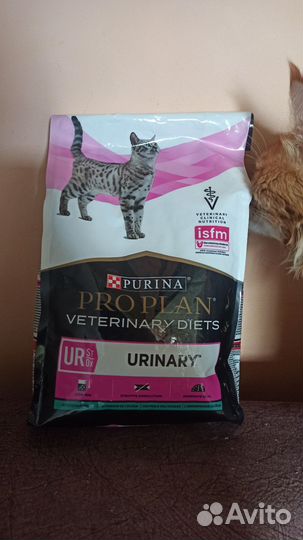 Корм для кошек проплан