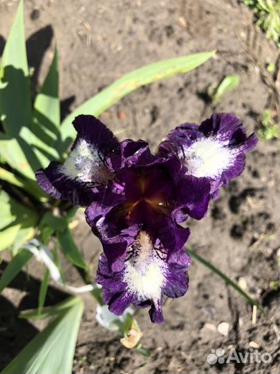 Ирис карликовый бордюрный 60 сортов