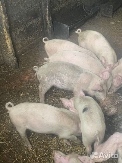 Поросята крупные