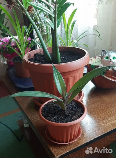 Комнатные цветы