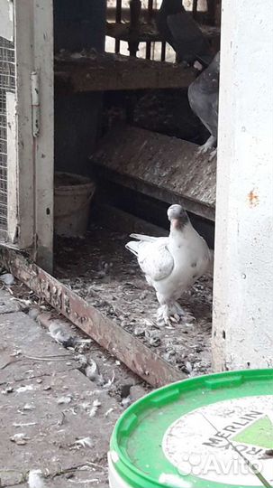 Бойные голуби