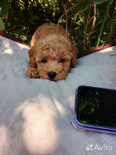 Пудель девочка