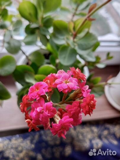 Комнатные цветы каланхоэ