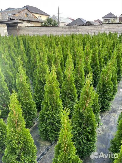 Туя смарагд