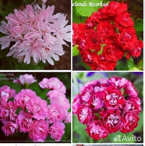 Пеларгония герань сортовая черенки