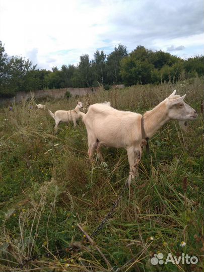 Коза дойная