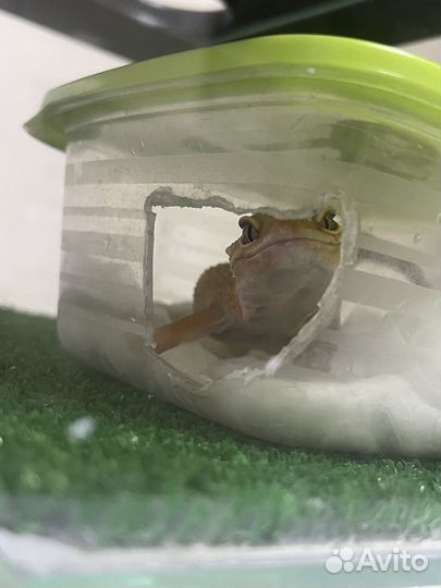 Ящерица эублефар