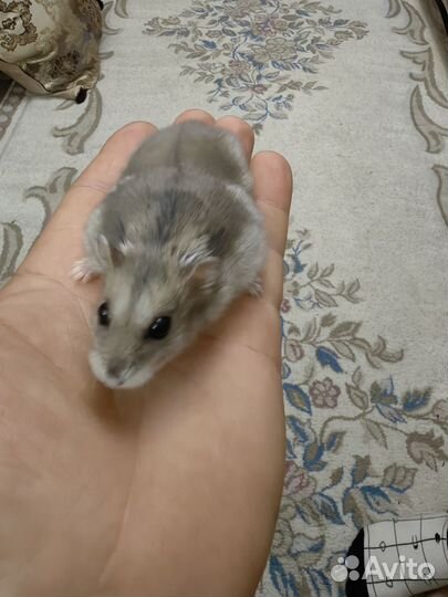 Джунгарский хомяк мальчик