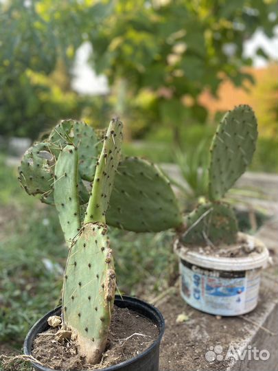 Кактус опунция