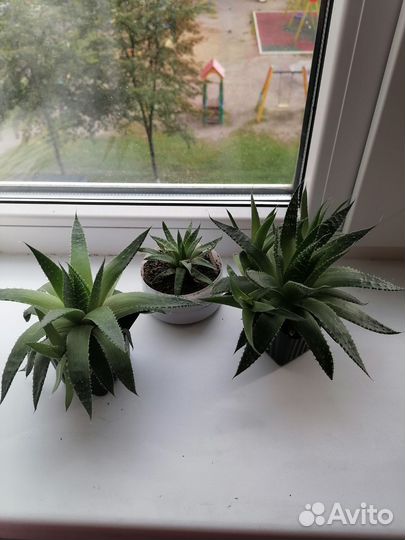 Алоэ остистое