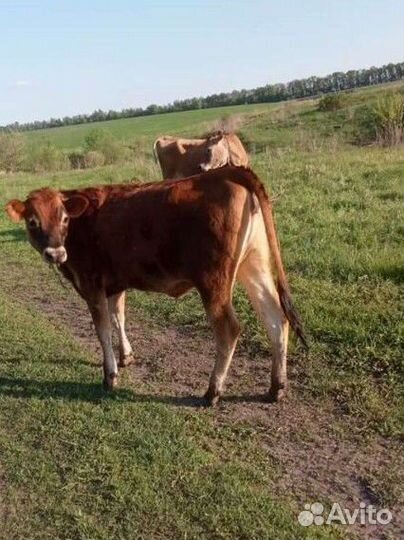 Молоко коровье оптом