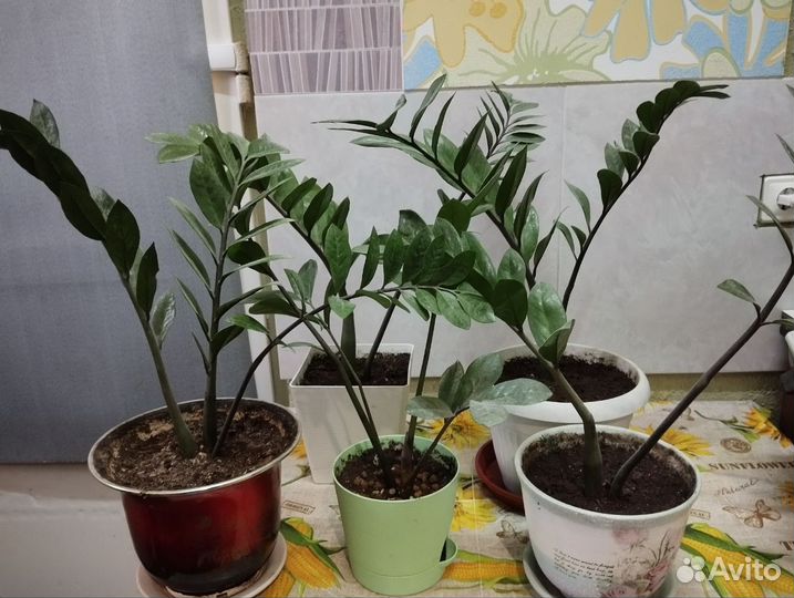 Замиокулькас