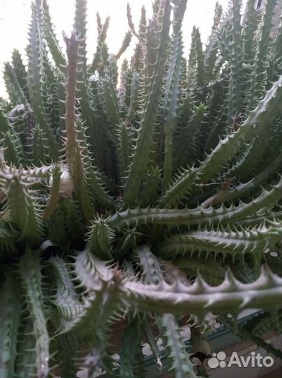 Стапелия крупноцветная