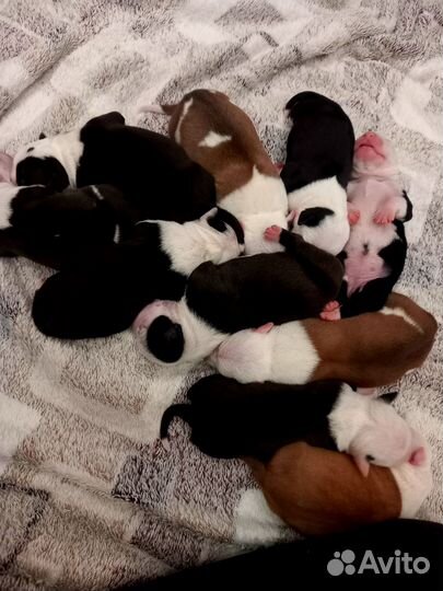 Щенок американского стаффордширского терьера