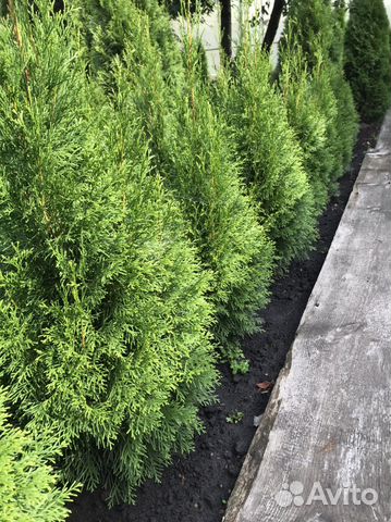 Саженцы туи Смарагд