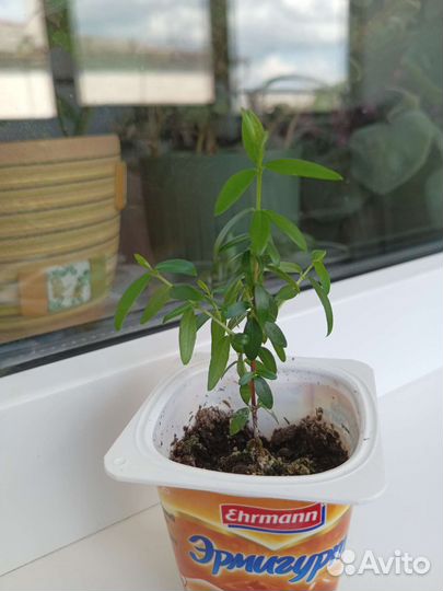 Мирт мелколистный