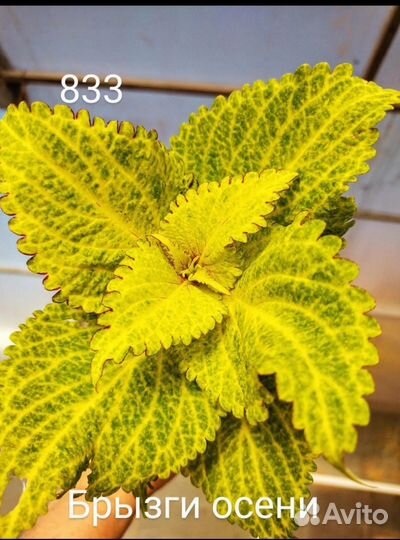 Колеусы новинки