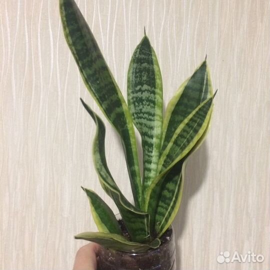 Сансевиерия Футура суперба