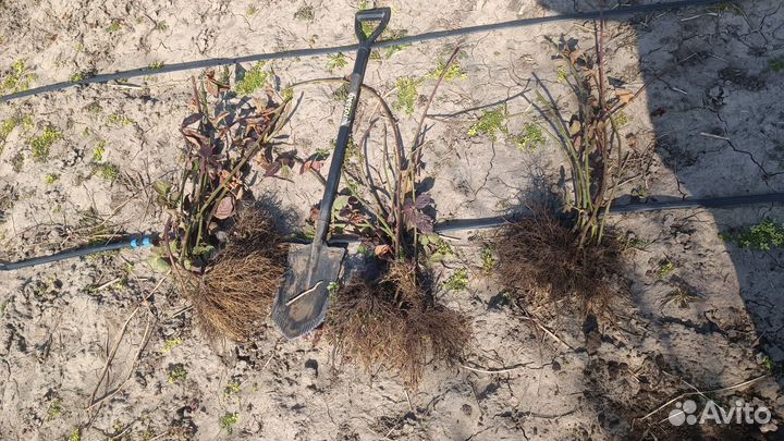 Саженцы ежевики крупноплодной