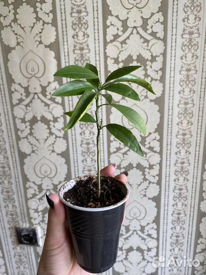 Комнатные цветы