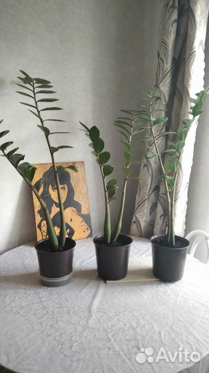 Замиокулькас