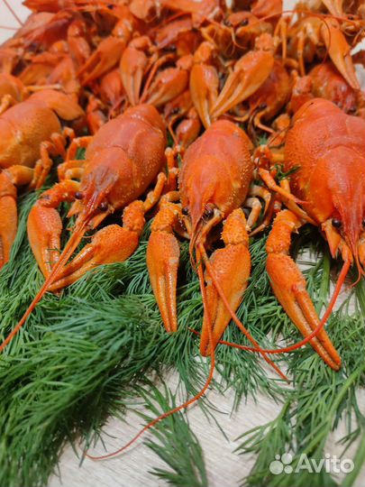 Рак живой средний