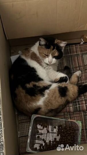 Черепаховая кошка