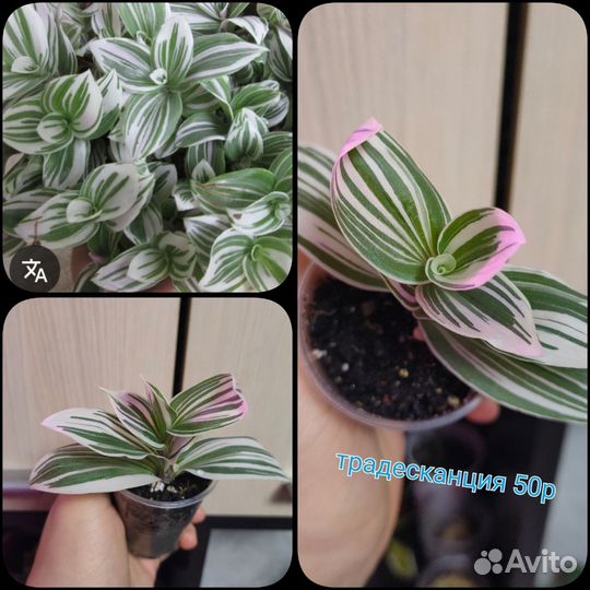 Традесканция