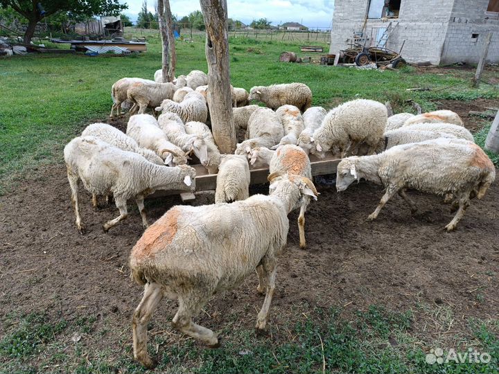 Овцы бараны