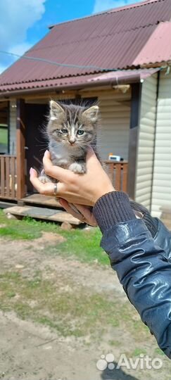 Отдам в добрые руки