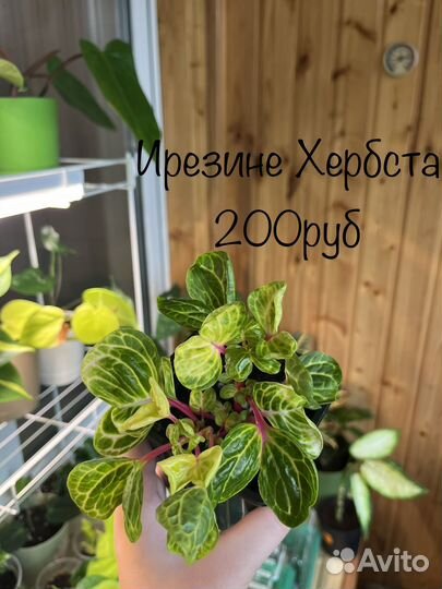 Колеус, аглаонема, пеперомия, ирезине и другие