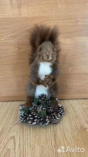 Чучело белки