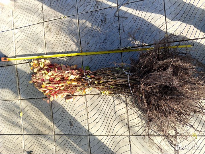 Кизильник блестящий сеянцы