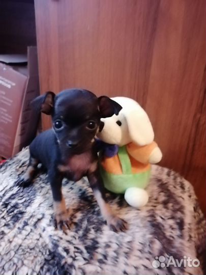 Мини той-терьер щенок