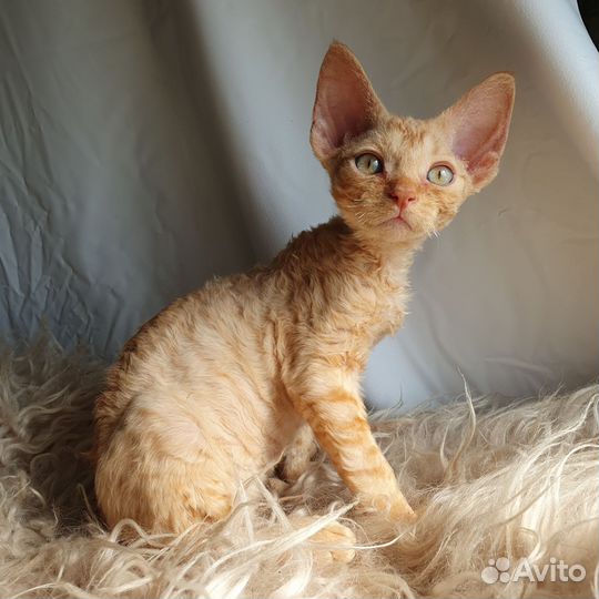 Котята девон-рекс