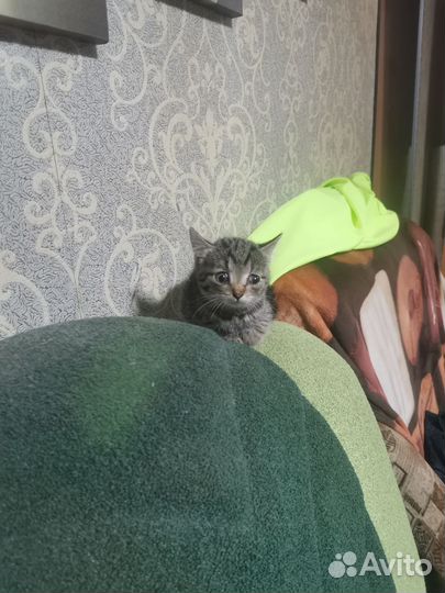 Кошки в добрые руки