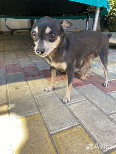 Щенок (помесь пражского крысарика и той-терьера)