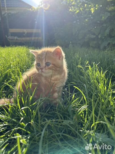 Рыжие котята