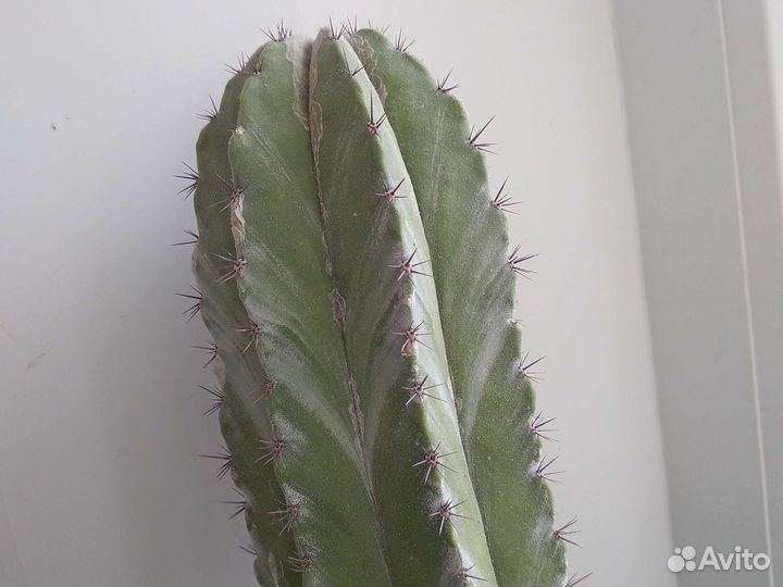 Суккуленты, кактусы