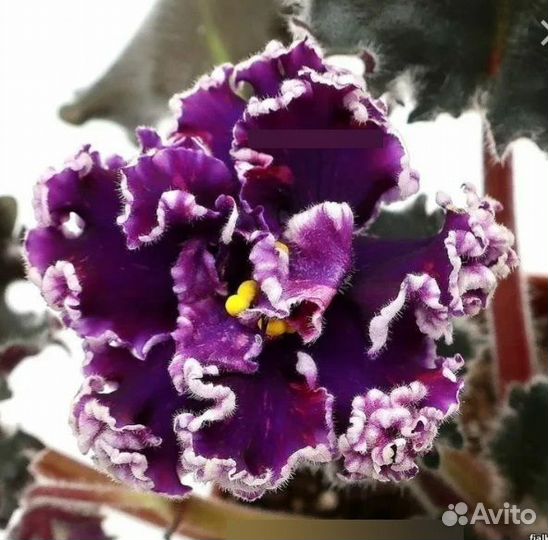 Детки фиалок Часть 2