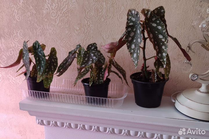 Бегония макулата