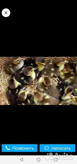 Мускусные утята индоутки