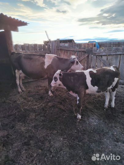 Корова стельная, корова с теленком сосунком