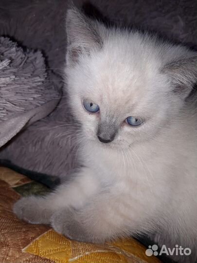 Котята шотландские вислоухие