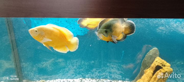 Аквариум с тумбой