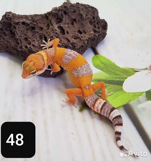 Эублефар. Леопардовый геккон