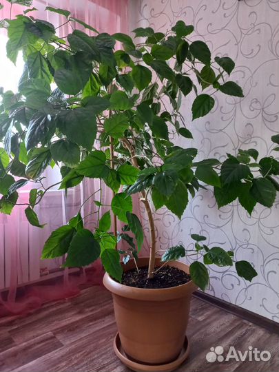 Гибискус китайская роза